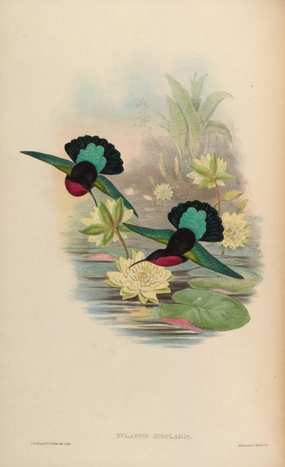 Eulampis jugularis alkotó: John Gould